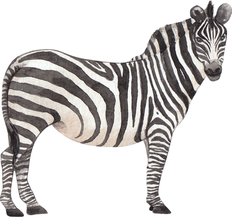 Wild Zebra Watercolor